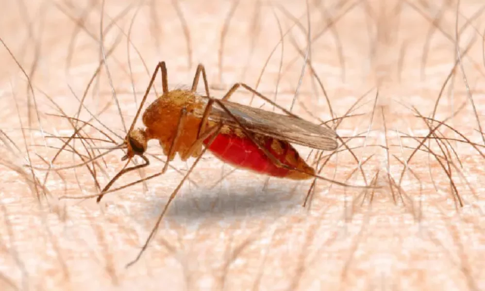 mosquito-768x461.jpg