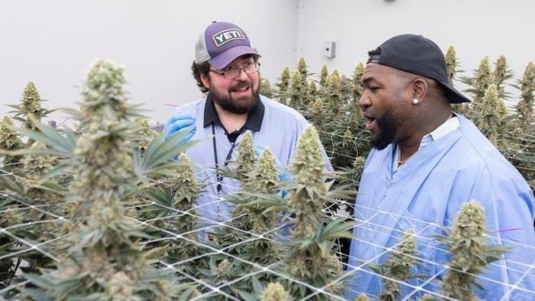 La polémica imagen de Ortiz en una plantación de marihuana ha dado la vuelta la mundo. Foto: Diario Libre